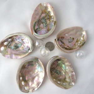 Polished cut <b>abalone</b> <b>shell</b> good price natural seashell for craft & ocean vibe decoration wholesale - Product Image 6