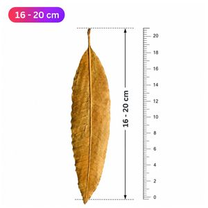 ใบมะม่วงแห้งธรรมชาติสำหรับตู้ปลา |   16-20 ซม. | แพ็ค 10 ชิ้น - Product Image 1