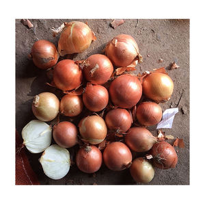 Cebolla fresca de nueva cosecha, fábrica de cebolla amarilla fresca de alta calidad, cebollas no peladas - Product Image 5