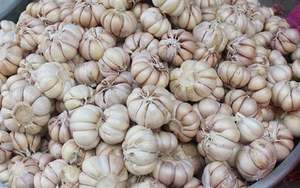 Ajo de Vietnam, nueva temporada, ajo blanco fresco, venta al por mayor, precio competitivo de grado Normal - Product Image 4