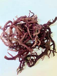 Golden Seamoss Eucheuma Cottonii natural 100% de Vietnam Mary - Product Image 3