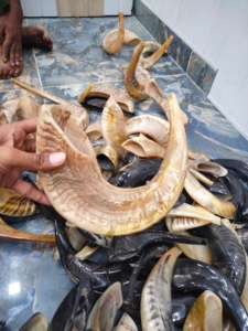 แตรเขาแกะธรรมชาติ ทำด้วยมือ งานฝีมือดั้งเดิม เครื่องดนตรีทางศาสนา แตรทำมือจากอินเดีย ขายส่งจำนวนมาก - Product Image 6