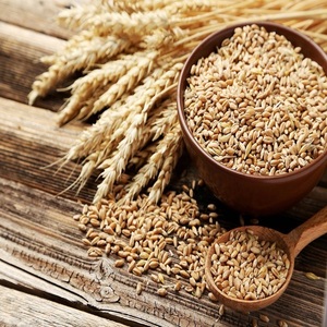 Semillas de Trigo Duro Secas de Primera Calidad para la Producción de Harina de Sémola Fina y Productos Alimenticios de Alto Valor para la Agricultura Comercial - Product Image 6