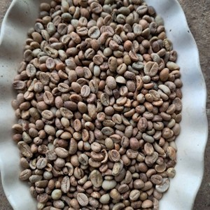 Café Vert Robusta du Vietnam, Processus Honey, en Grains Bruts, Vente en Gros, Qualité Export, Fournisseur de Café pour Torréfacteurs - Product Image 4