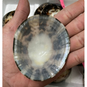 Coquille de Lepisma ronde naturelle faite à la main, véritable coquillage décoratif, fournisseur en gros - Product Image 2
