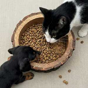Comedero Elevado de Madera Rústica para Perros y Gatos con Borde de Corte Natural y Acabado Pulido, Plato Ecológico para Alimentación - Product Image 4