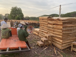 Produit phare en gros : Placage de noyau 100 % naturel (pin/eucalyptus/acacia) pour la fabrication de contreplaqué - Product Image 6