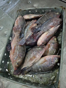 Tilapia Congelada Premium, Pescado Entero Limpio y Eviscerado con Sabor Natural, Empacado a Granel para Importadores y Compradores Mayoristas, Listo para la Venta - Product Image 6