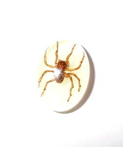 Araña Fantasma, Espécimen Real, Cabujón de Plástico Ovalado de 18x25 mm, Base Plana Brillante para Manualidades y Joyería - Product Image 2