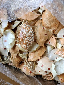 [FOURNISSEUR POPULAIRE] Coquille d'ormeau naturelle de forme irrégulière, polie, irisée, matériau de coquille de Paua pour la fabrication de bijoux d'art populaire BLEU - Product Image 5