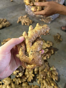 Gingembre frais le plus vendu du Vietnam, TECHMIFOOD, offrant des livraisons en vrac pour les acheteurs étrangers - Product Image 2