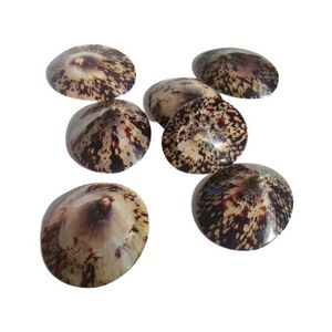 Concha de limpet ovalada natural del océano, origen Vietnam, para la elaboración de velas, centros de mesa para eventos de boda, tonos perlados iridiscentes - Product Image 4
