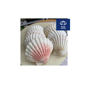 Ventilateur en coquillage écologique, sûr et propre, à base de plantes pures, idéal pour les accessoires de fête et l'éventail personnel. Vente directe usine. - Product Image 1