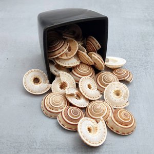 Coquillages bruns et blancs, coquillages pour aiguille solaire, coquillages de bonne qualité pour artisanat, décoration côtière, présentation. - Product Image 5