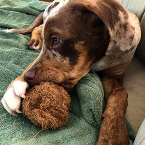 Produit phare : Jouet à mâcher en fibre de coco pour animaux de compagnie / Boule à mâcher en coco / Corde à mâcher en coco fabriquée au Vietnam HOANG LINH SG - Product Image 1