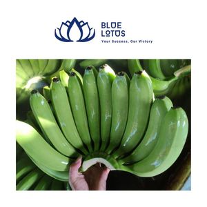 Plátanos Cavendish Ecológicos de Alta Calidad, Fruta Fresca Verde y Amarilla Lista para Comer - Product Image 1