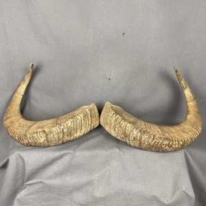 Sons de haute qualité par TIMELESS CRAFT. Shofar en corne de bélier de la meilleure qualité, corne naturelle pour la soufflerie et les usages religieux. Casher. - Product Image 6