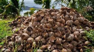 Coquille de noix de coco naturelle du Vietnam pour charbon de bois et usage industriel, marque Vdelta, origine Ben Tre, longue durée de conservation - Product Image 5