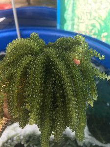 Producto de Exportación Destacado: Uvas de Mar Deshidratadas al por Mayor, Caviar Verde 2026 - Product Image 5