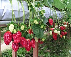 Fraises lyophilisées de qualité supérieure, matière première pour les boissons, exportateur du Vietnam, emballage personnalisé - Product Image 2