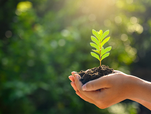 Plantilla Unisex con Aroma a Canela, Fabricante OEM por Huong Que Co. LTD - Product Image 5