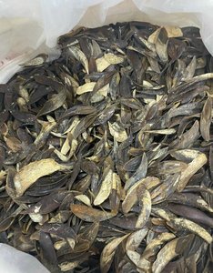 Operculum de Murex Sostenible de Alta Calidad, Extracto de Fragancia Pura Premium, Ingrediente para Incienso, Venta al Por Mayor - Product Image 2