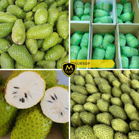 Fournisseur de Corossol Frais Premium - Vente en Gros pour Importateurs Mondiaux