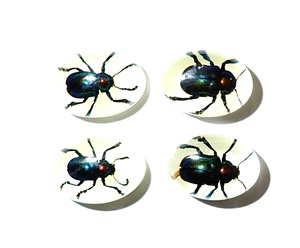 Escarabajo de Hoja Brillante, Espécimen Real, Cabujón de Plástico Ovalado de 12x18 mm, Base Plana Brillante para Manualidades y Joyería - Product Image 4