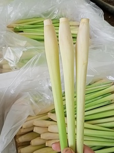 Citronnelle surgelée IQF - Citronnelle en tranches / Citronnelle hachée pour l'exportation Produits de légumes surgelés - FOURNISSEUR VIETNAM / Mme Selina - Product Image 2