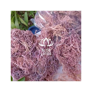 PREMIUM QUALITY Raw Seamoss <b>Dried</b> Sea <b>Moss</b> Food Ingredient for Jelly Making and Smoothie Preparation Wholesale Bulk Export - Product Image 1
