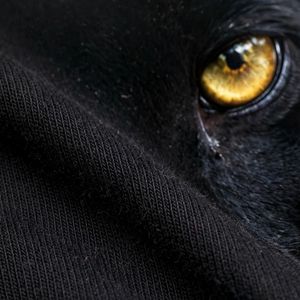 NEXTEX T-shirt unisexe Black Panther en jersey de coton doux noir à col rond décontracté - Product Image 6