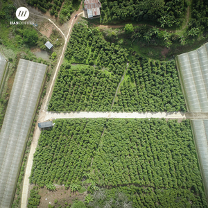 Café Arábica HANCOFFEE VIETNAM, Nueva Cosecha 2025, Alta Calidad, Precio Competitivo, Granos de Café Verdes Frescos - Muestra Gratis - Product Image 2