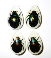 Cabochon en plastique en forme de poire, spécimen réel de scarabée coloré, taille 33x22 mm, fond plat, pour artisanat et fabrication de bijoux