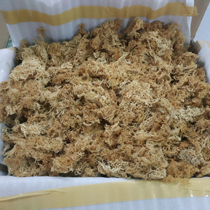 Mousse d'algues irlandaise du Vietnam de haute qualité en vrac pour compléments alimentaires, exportation vers les marchés américain et européen - Product Image 1