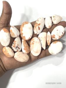 Jaspe Scolecita Natural, Gema Suelta en Cabujón, Formas y Tamaños Variados, Grado AAA, Certificado CCGTC, para Joyería, Cambio de Color, 4-16mm - Product Image 3