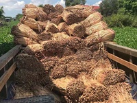 Pabrik Vietnam eceng gondok Eichhornia bahan kristal dalam tali untuk membuat anyaman kerajinan mebel rumah