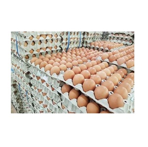 Huevos Frescos de Gallina de Mesa con Cáscara Blanca/Marrón de Primera Calidad, Precio al por Mayor Directo de Fábrica, Disponibles para la Venta - Product Image 5