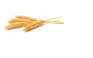 Nouvelle récolte de blé et de farine de blé à vendre en Thaïlande - Product Image 2