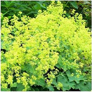 Extracto de Raíz de Lady's Mantle (Alchemilla Vulgaris) en Polvo, Cosechado Silvestre, Extracción Líquido-Sólido, 99% Puro, Grado Alimenticio, Envasado al Vacío - Product Image 5