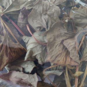 Menta de Pescado Seca Natural de Vietnam, Bolsa de 2oz para Preparación de Té, Ingredientes de Cocina y Aplicaciones en Bebidas - Product Image 3