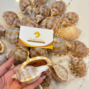 <b>Bonnet</b> Seashell Natural Seashell Bulk Supply Vietnam Supplier for Craft Decoration and Jewelry DIY - Product Image 1