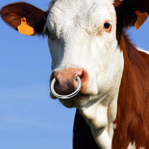 ห่วงจมูกวัว สแตนเลส สำหรับวัวและโค ทนทาน ใช้งานหนัก อุปกรณ์ควบคุมสัตว์ในฟาร์ม สำหรับปศุสัตว์ - Product Image 3
