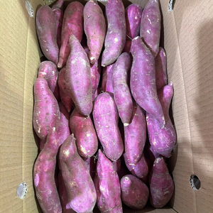 Patate douce fraîche du Vietnam de bonne qualité pour la vente au détail, les services de restauration et les expéditions internationales en vrac - Product Image 1