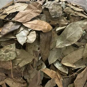 Vietnam Factory Dried Soursop Leaves Natural Herbal <b>Tea</b> Leaves Bulk Manufacturer Supplier Export - Product Image 5