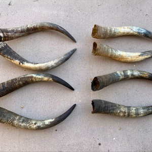 Paire de cornes de bison polies, décoration murale, design Art Déco, grande taille de 27 à 35 pouces, pour mariage, anniversaire - Product Image 1