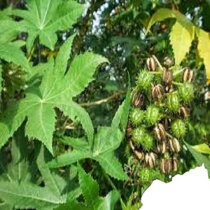 Ấn Độ jadi booti thầu dầu hạt giống 100 phần trăm chất lượng cao tự nhiên khô <span class=keywords><strong>ricinus</strong></span> communis hạt giống số lượng lớn xuất khẩu từ Ấn Độ - Product Image 1