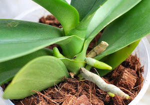 อีโคทูโก เวียดนาม ใยมะพร้าวบดละเอียด  รักษาสิ่งแวดล้อม  ดูดซับน้ำได้ดี - Product Image 6