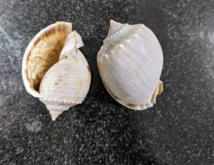 Conchas Marinas para Arte con Resina y Manualidades DIY - Product Image 4