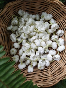 Flor de jazmín de arcilla hecha a mano con efecto de semi-floración |   Flor de Jazmín Realista Tailandesa |   Guirnalda de jazmín artificial de arcilla decorativa - Product Image 2