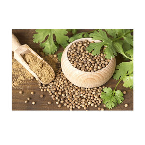Semillas de Cilantro a Granel, Secas, Crudas, Naturales, Sin OMG, 25 kg, para la Industria de Especias y Uso Culinario - Product Image 1